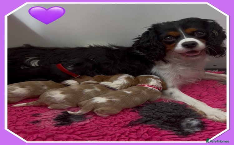 Cavalier King Charles Spaniel dogs - Advert 13