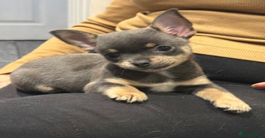 Chihuahua dogs - Advert 11