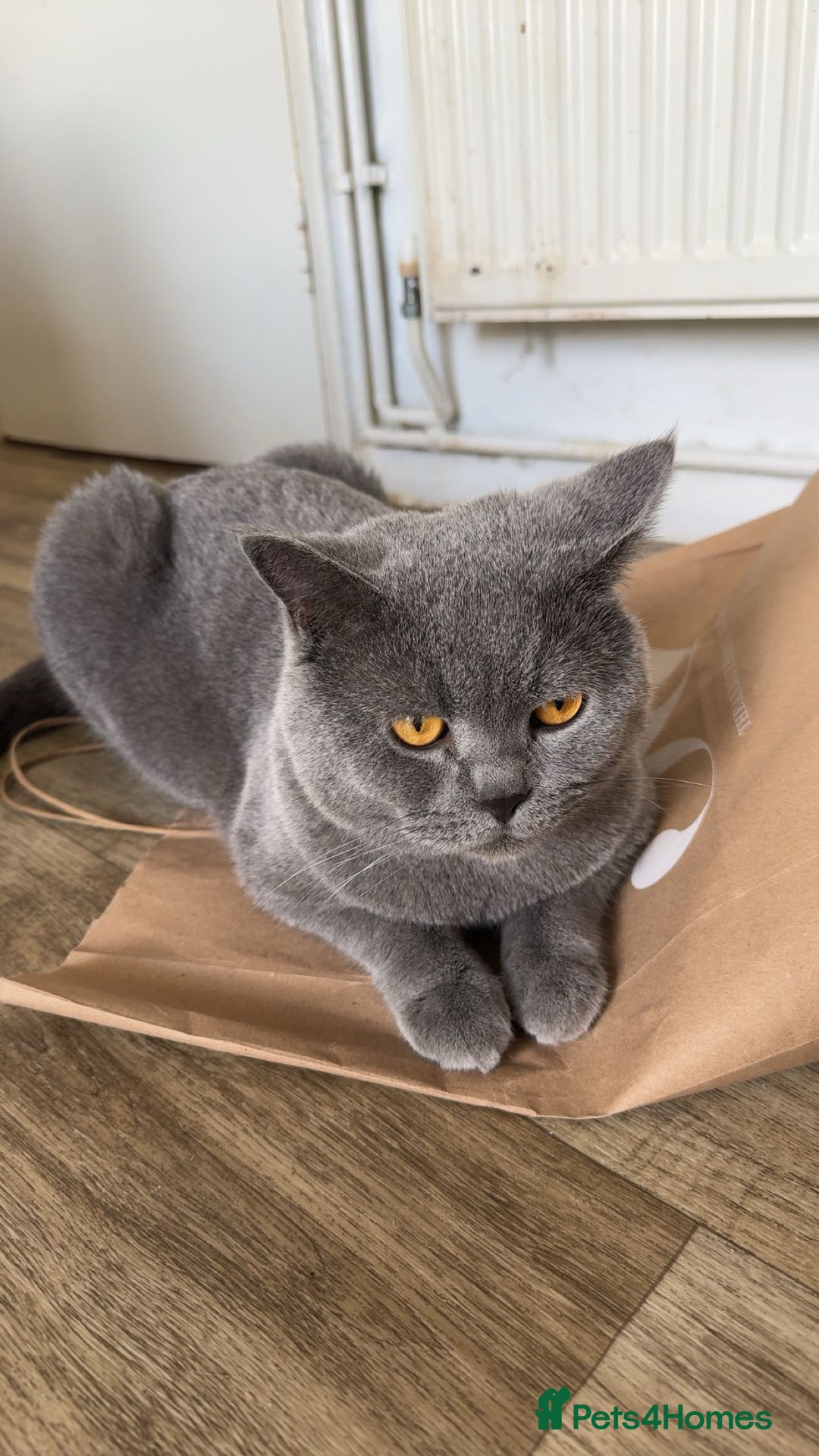British Shorthair cats for sale: ✨Beautiful British Shorthair Kittens Ready now✨ - Image 12