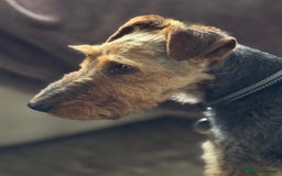 Welsh Terrier dogs for adoption: Sweet Evie looking for LOVE - Image 3