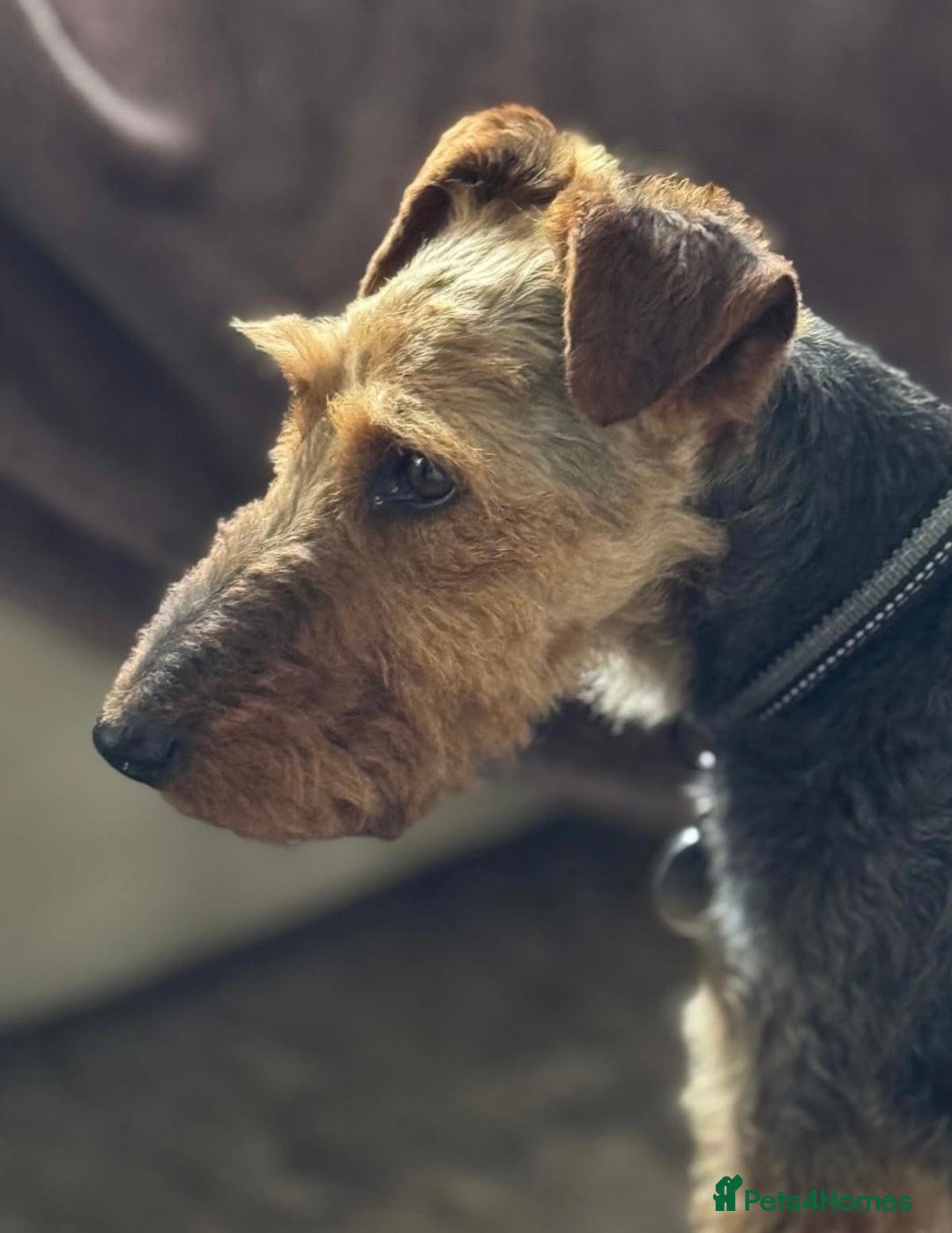 Welsh Terrier dogs for adoption: Sweet Evie looking for LOVE - Image 3