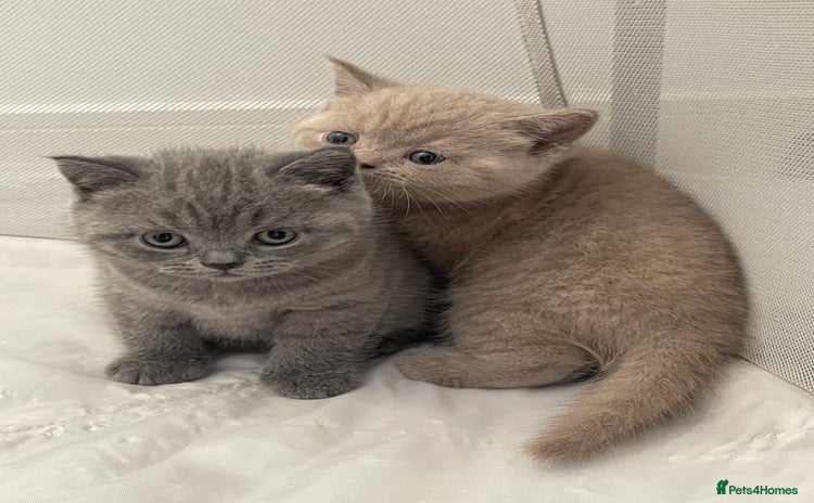 British Shorthair cats - Advert 13