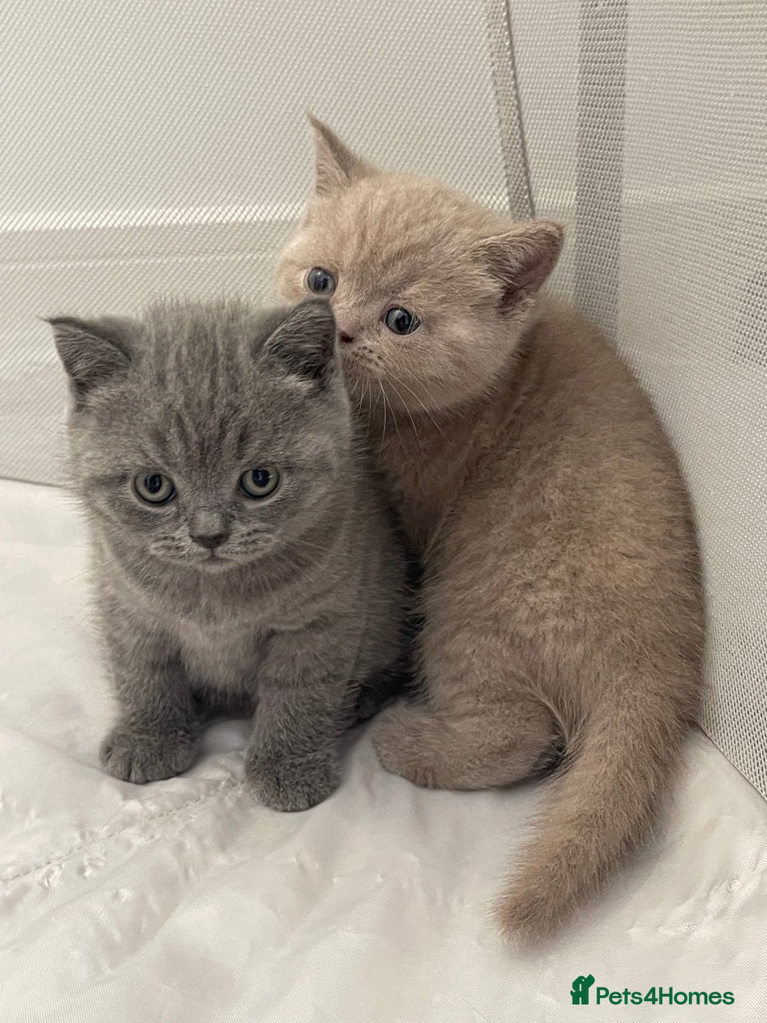 British Shorthair cats for sale: GCCF registered Champion bloodline BSH kittens - Image 4