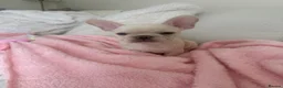 French Bulldog dogs for sale: Female Platinum French Bulldog For Sale - Advert 4