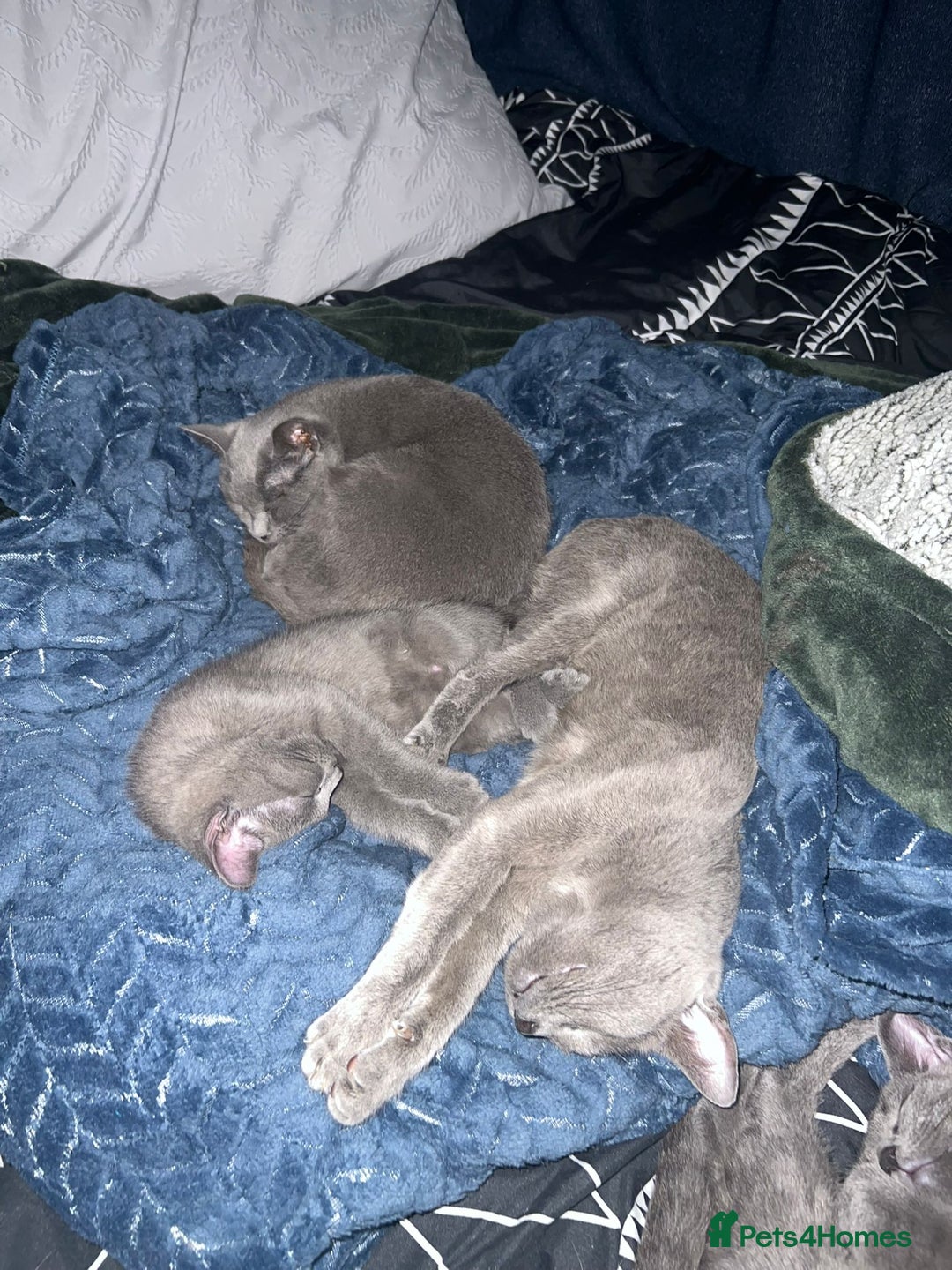 Russian Blue cats for sale: Gorgeous Championship Russian blue kittens  - Advert 29