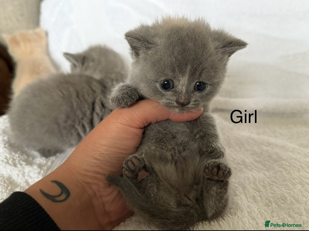 British Shorthair cats for sale: British shorthair kittens  - Image 3