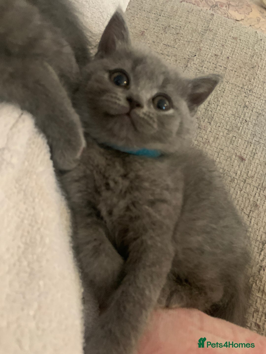 British Shorthair cats for sale: British shorthair - Advert 16