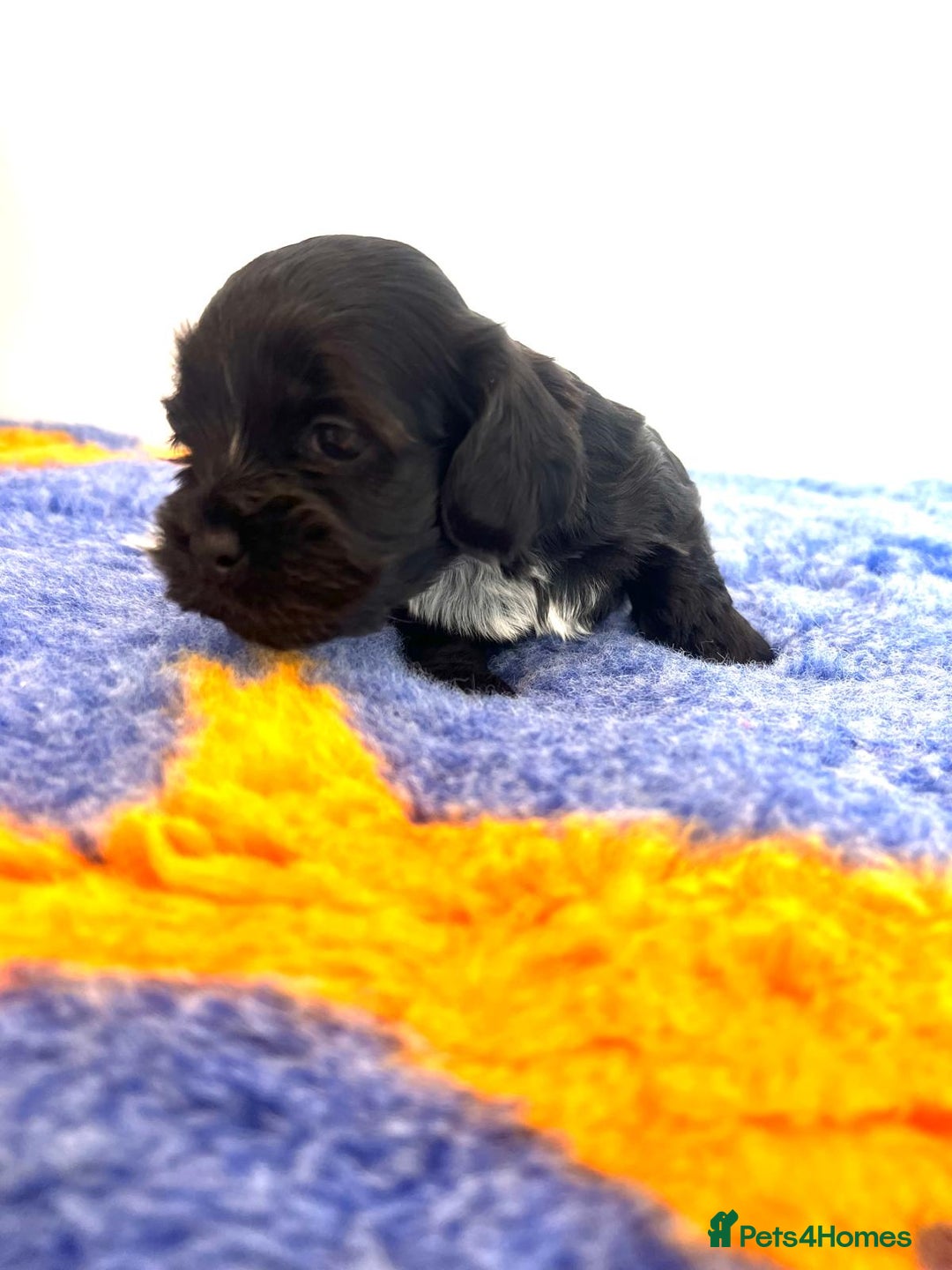 Mixed Breed dogs for sale: Beautiful Little Boy Available Now! - Image 7