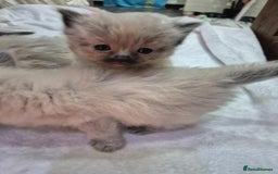 Ragdoll cats for sale: 4 ragdolls ready to leave now  - Image 13