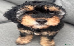 Cavapoo dogs for sale: REDUCED 🌟FEMALE F1B CAVAPOO  STUNNING PUPPY - Image 8