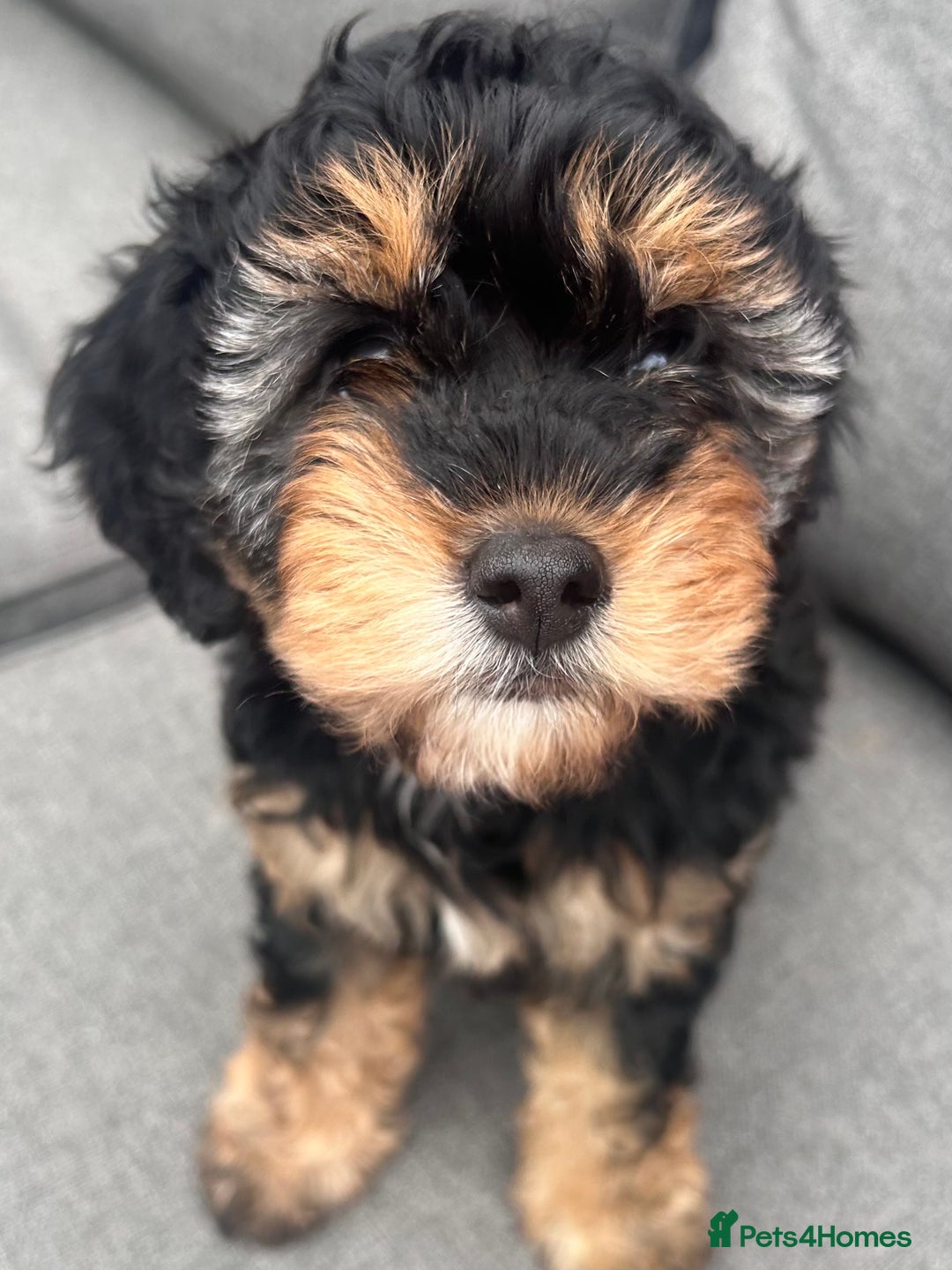 Cavapoo dogs for sale: REDUCED 🌟FEMALE F1B CAVAPOO  STUNNING PUPPY - Image 8
