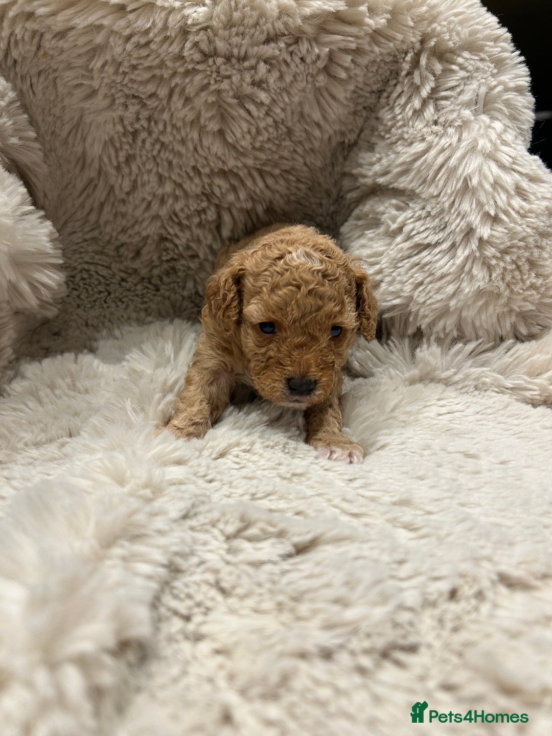 Cavapoo dogs for sale: 5 beautiful Cavapoo’s ready for  **   - Advert 5