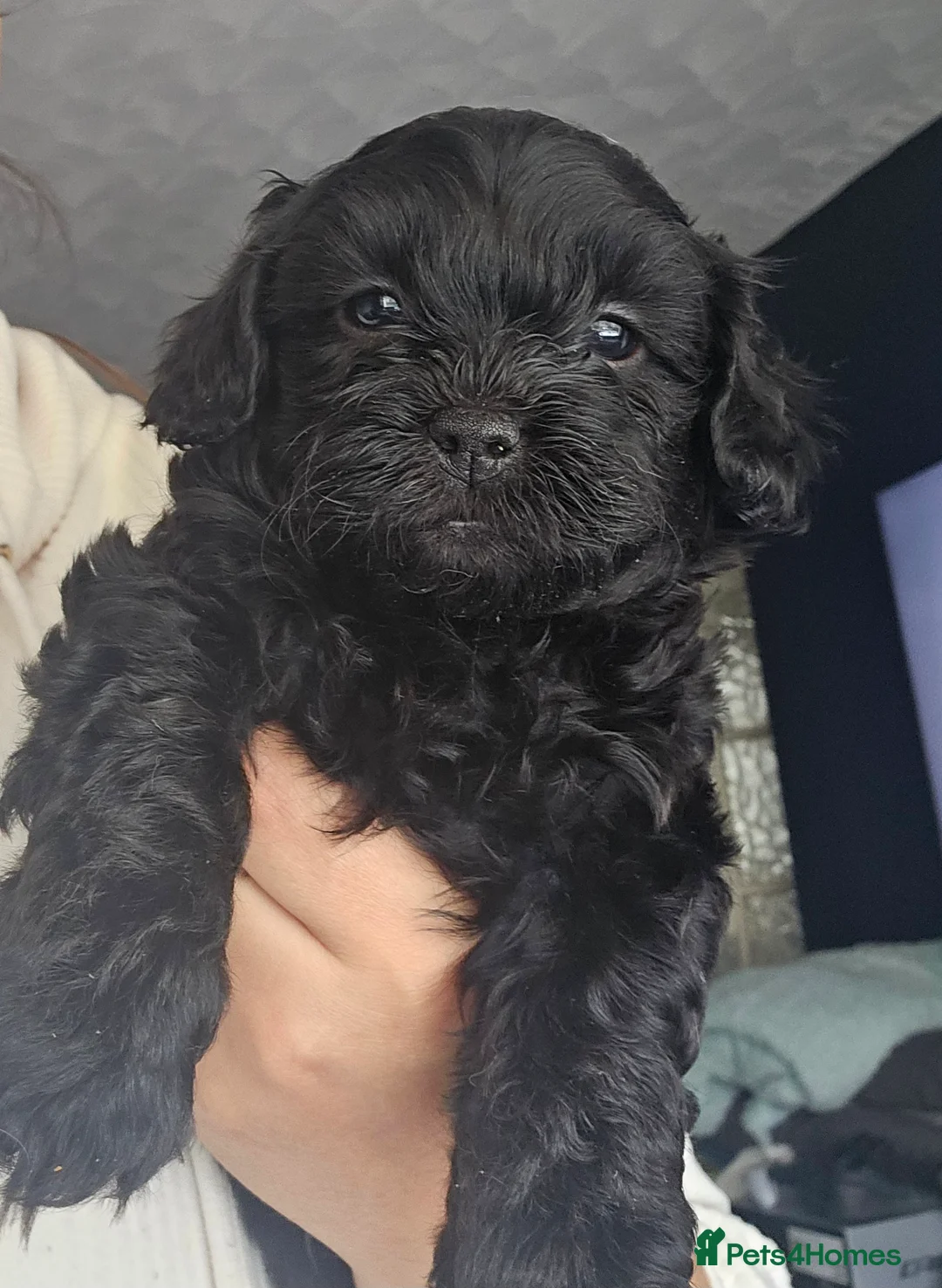 Miniature Poodle dogs for stud: Stunning Red Poodle for Stud in Motherwell - Advert 22