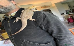 Bearded Dragon reptiles for sale: 1.5 year old Bearded dragon with kit - Image 2