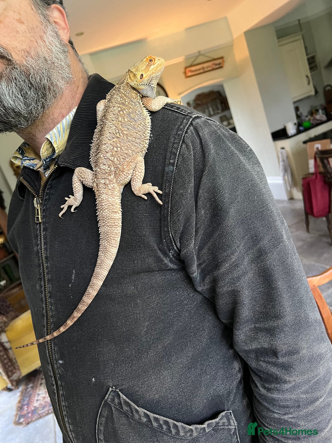 Bearded Dragon reptiles for sale: 1.5 year old Bearded dragon with kit - Image 2