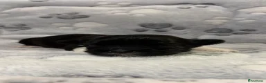 Lhasa Apso 4