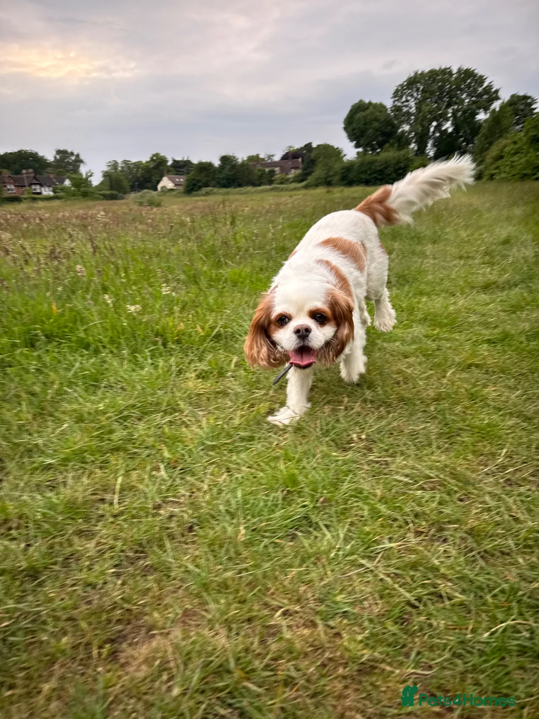 Cavalier King Charles Spaniel dogs for sale: Toby kings Charles spaniel  - Advert 2