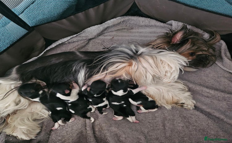Yorkshire Terrier dogs - Advert 1