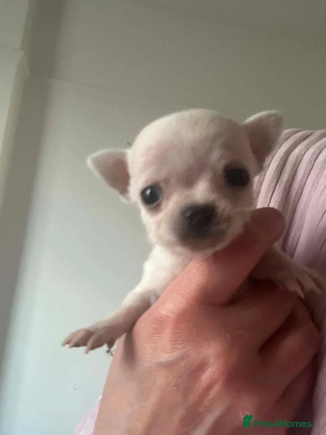 Chihuahua dogs for sale: Adorable Chihuahua Puppies Ready for Loving Homes - Advert 2