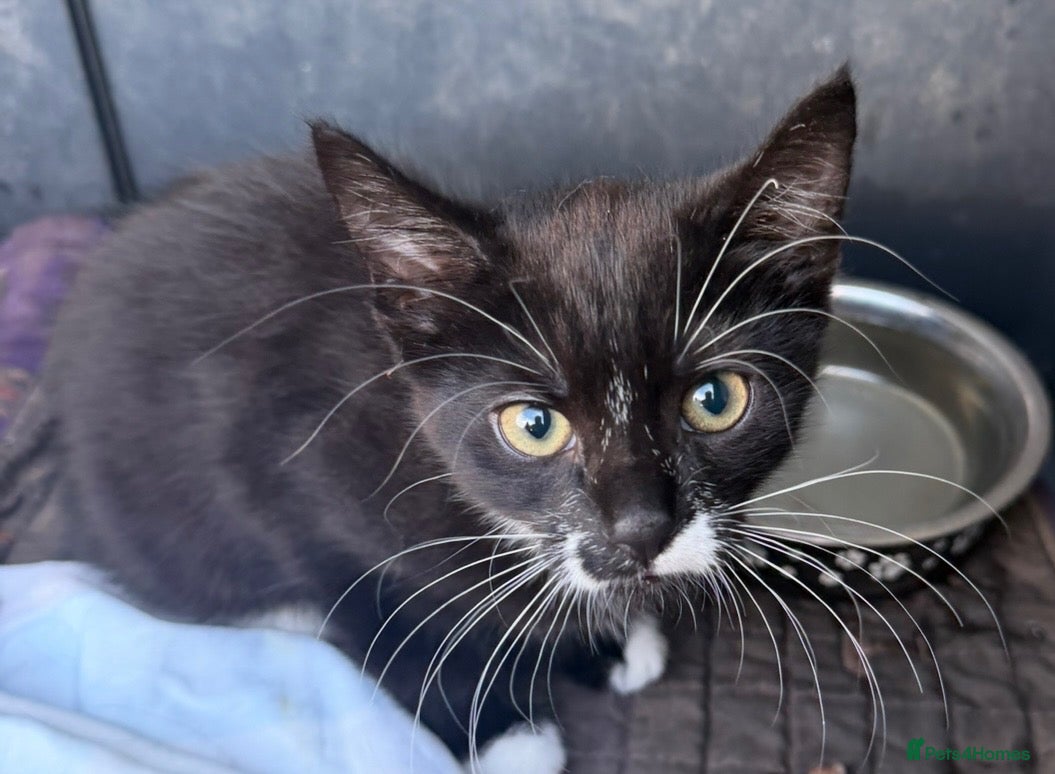 Mixed Breed cats Kittens  - Advert 1