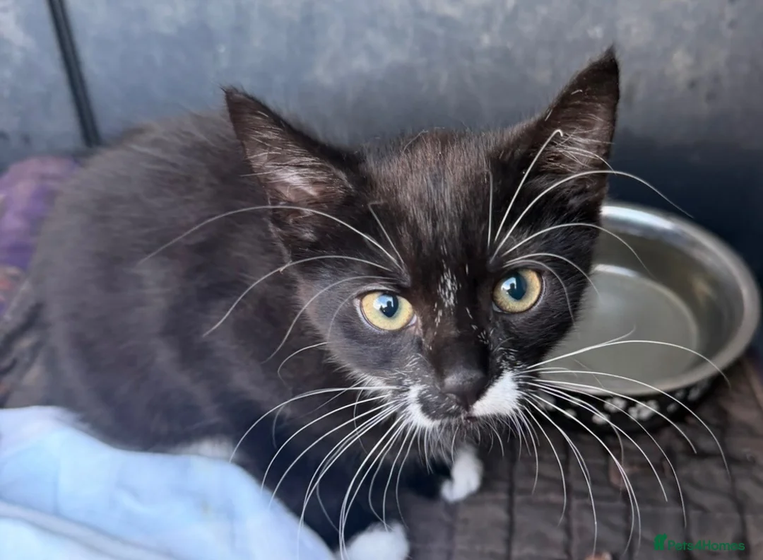 Mixed Breed cats for adoption: Kittens  in Tamworth - Advert 1