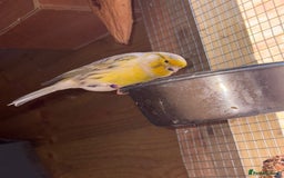 Finches birds for sale: Aviary birds various  - Image 7