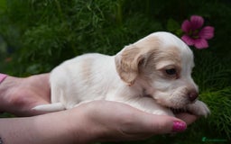 Cocker Spaniel dogs for sale: 4 male KC working cocker spaniel puppies - Image 23