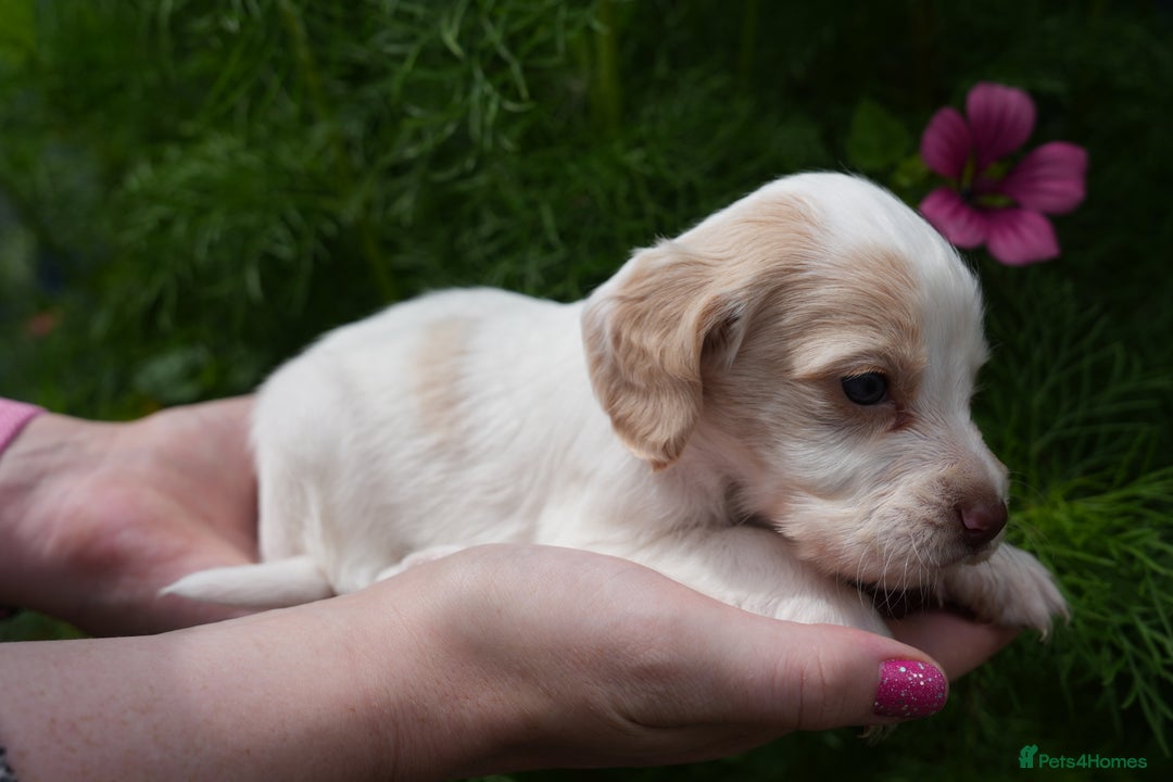 Cocker Spaniel dogs for sale: 4 male KC working cocker spaniel puppies - Image 23