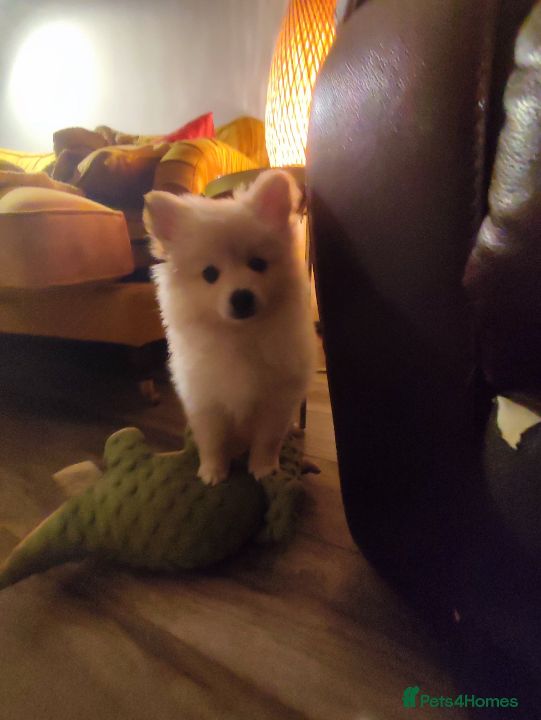 German Spitz dogs for sale: Unique female Spitz puppy available now - Advert 28