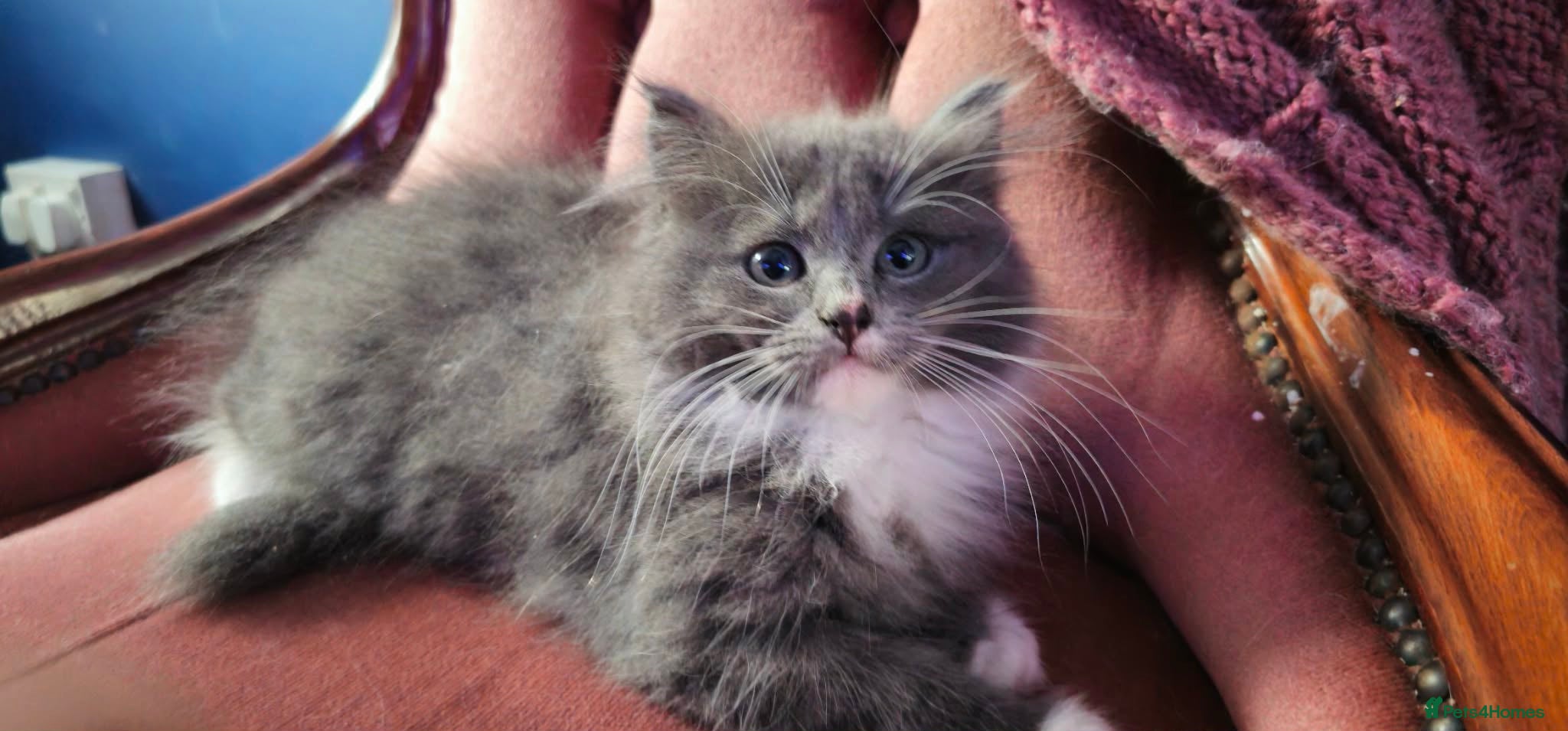 Mixed Breed cats Beautiful Grey & White Kittens – Boy and Girl - Advert 1