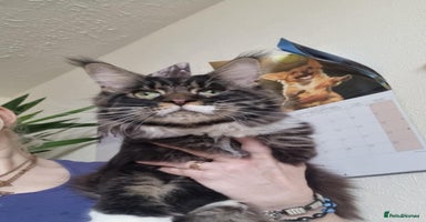 Maine Coon cats - Advert 10