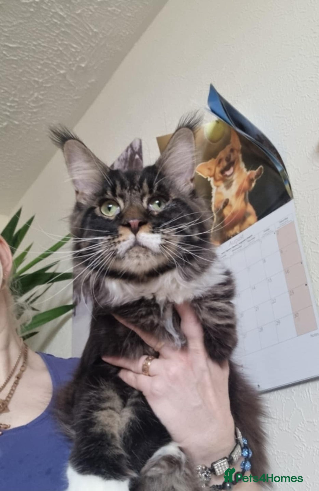 Maine Coon cats for sale: Gorgeous Male Maine Coon  - Image 2