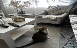 Bengal cats for sale: Playful bengal kittens for rehoming! - Image 6