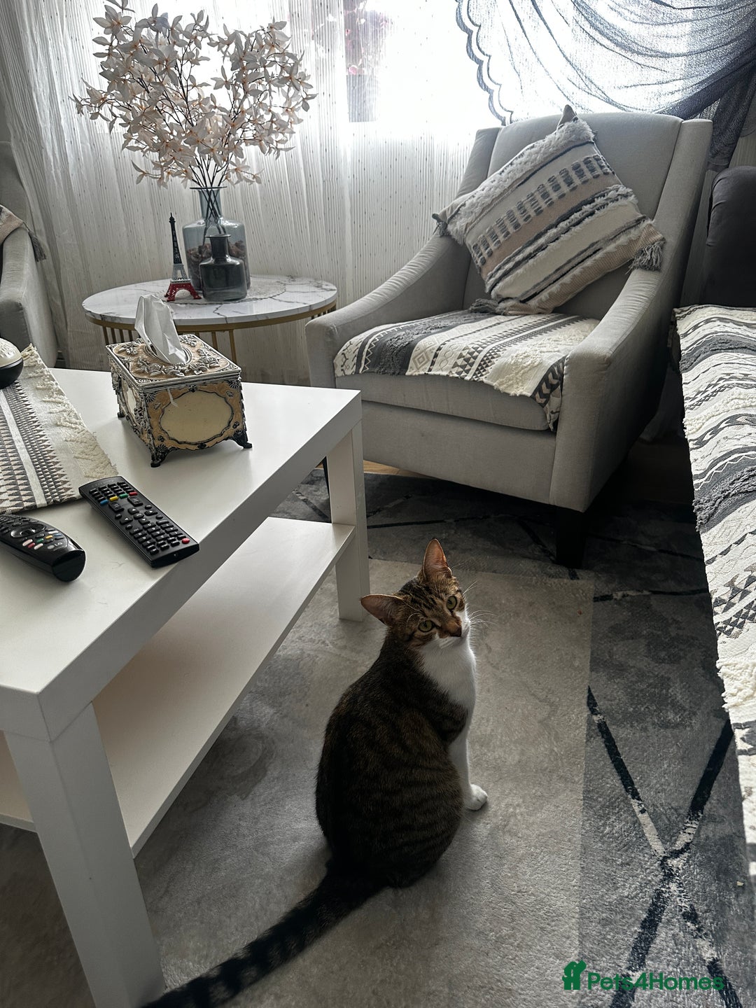 Bengal cats for sale: Playful bengal kittens for rehoming! - Image 6