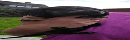 Miniature Dachshund dogs for sale: True longhaired minature dachshunds  - Advert 22