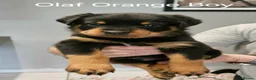 Rottweiler dogs for sale: Family-Raised Pedigree Rottweiler Puppies in Rotherham - Advert 4