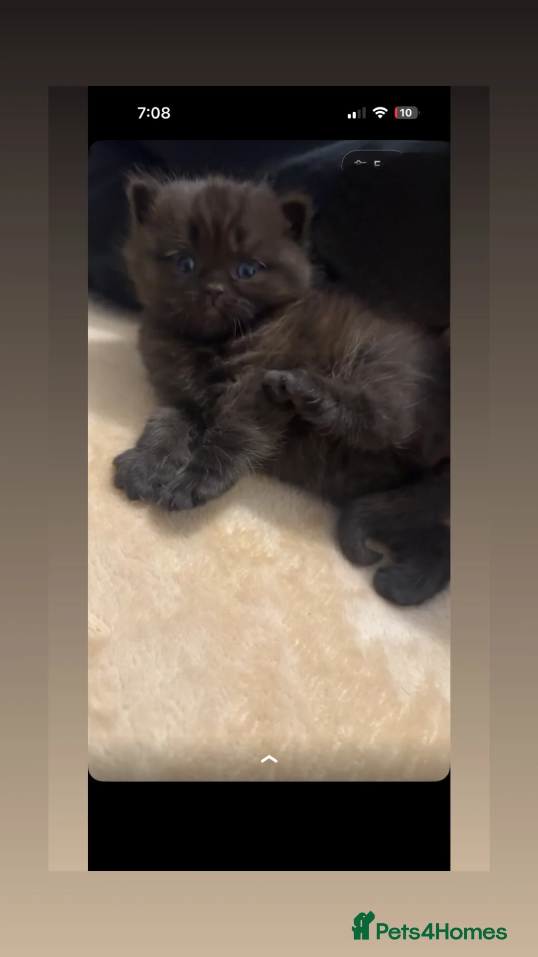British Shorthair cats for sale: two british longhairs and one british shorthair   - Advert 2