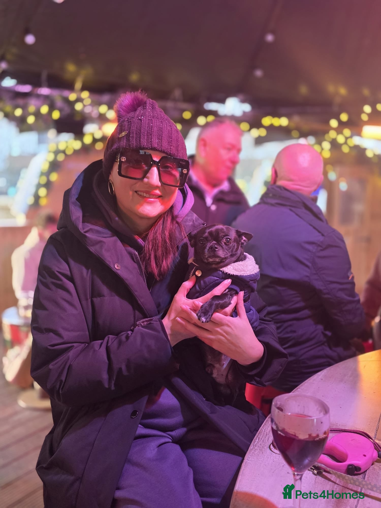 Chihuahua dogs Hugo  - Advert 1