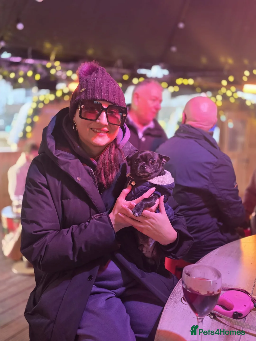 Chihuahua dogs for stud: Hugo  - Advert 1