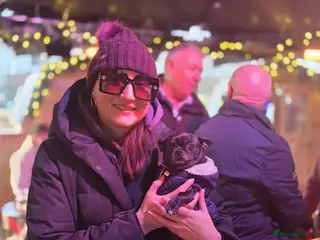 Chihuahua dogs Hugo - Advert 1