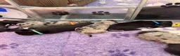 Great Dane dogs for sale: Gorgeous litter of kc registered Dane puppy's  - Advert 20