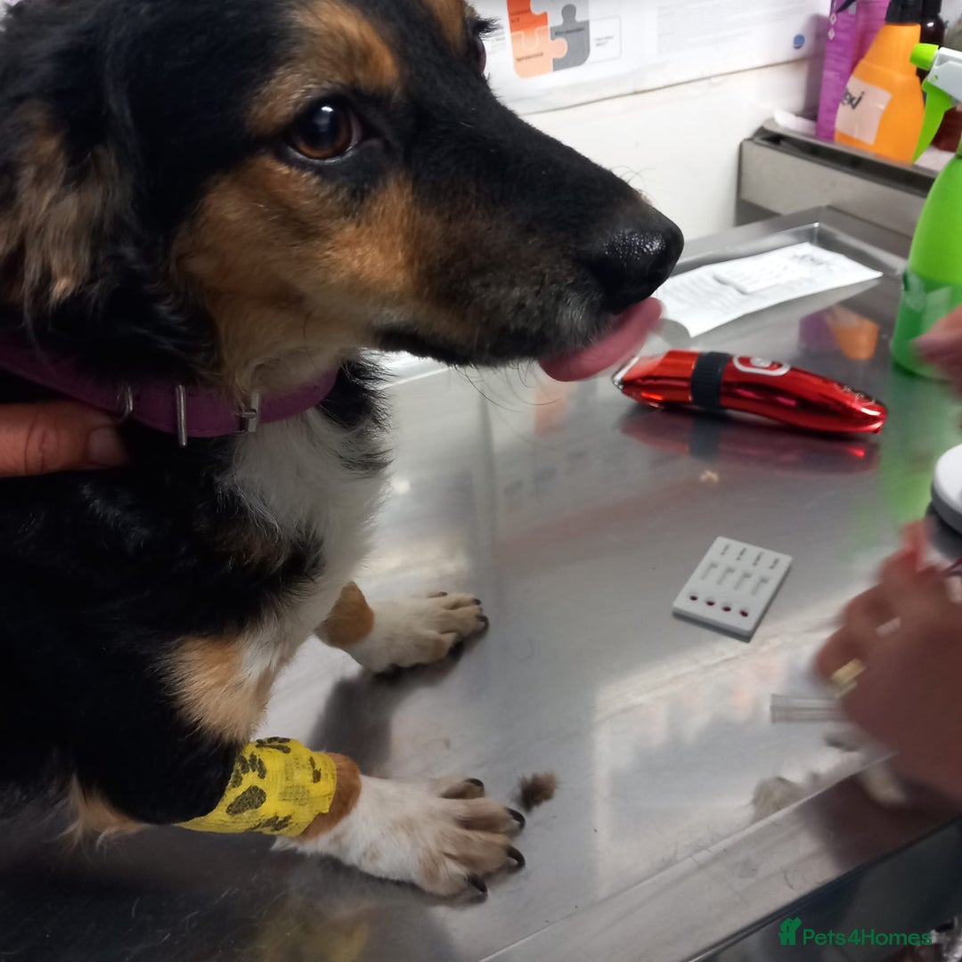 Mixed Breed dogs for adoption: Meet Sweet KATIA !  She needs a new Loving HOME... - Image 18