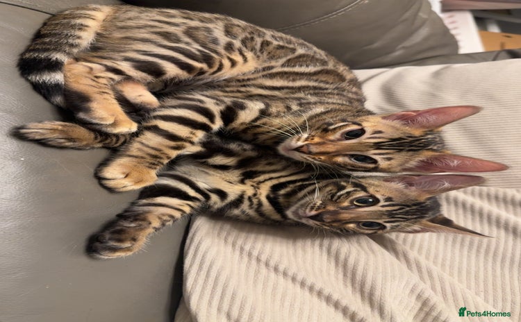 Bengal cats - Advert 4