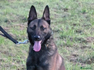 Belgian Shepherd Dog dogs 🔥🔥The infamous LampaK9 KHAOS 🔥🔥 - Advert 1