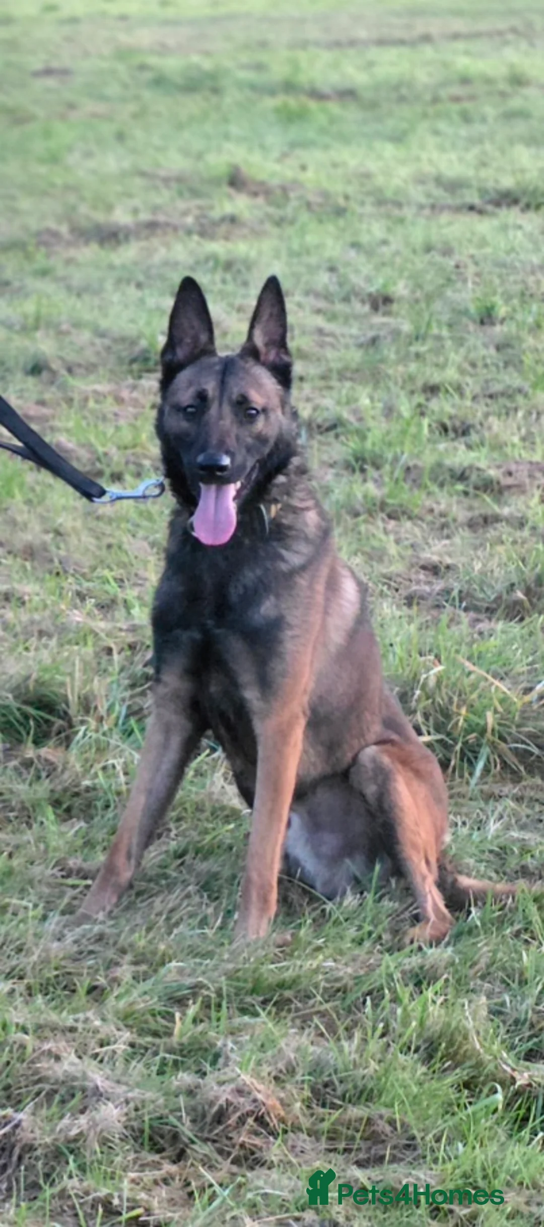 Belgian Shepherd Dog dogs for stud: 🔥🔥  The infamous LampaK9 KHAOS BRN55028🔥🔥 - Advert 1