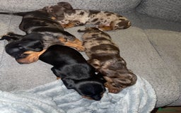 Miniature Dachshund dogs for sale: Miniature Dachshund Puppies for Sale!💙🩷 - Image 5
