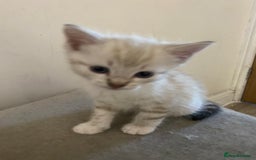 Bengal cats for sale: Bengal Cross Kittens  - Image 3
