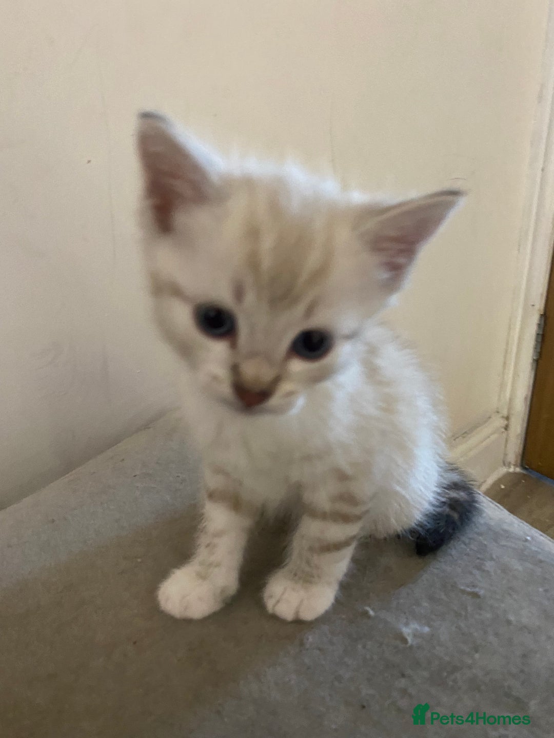 Bengal cats for sale: Bengal Cross Kittens  - Image 3