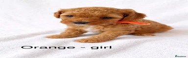 Orange collar girl 