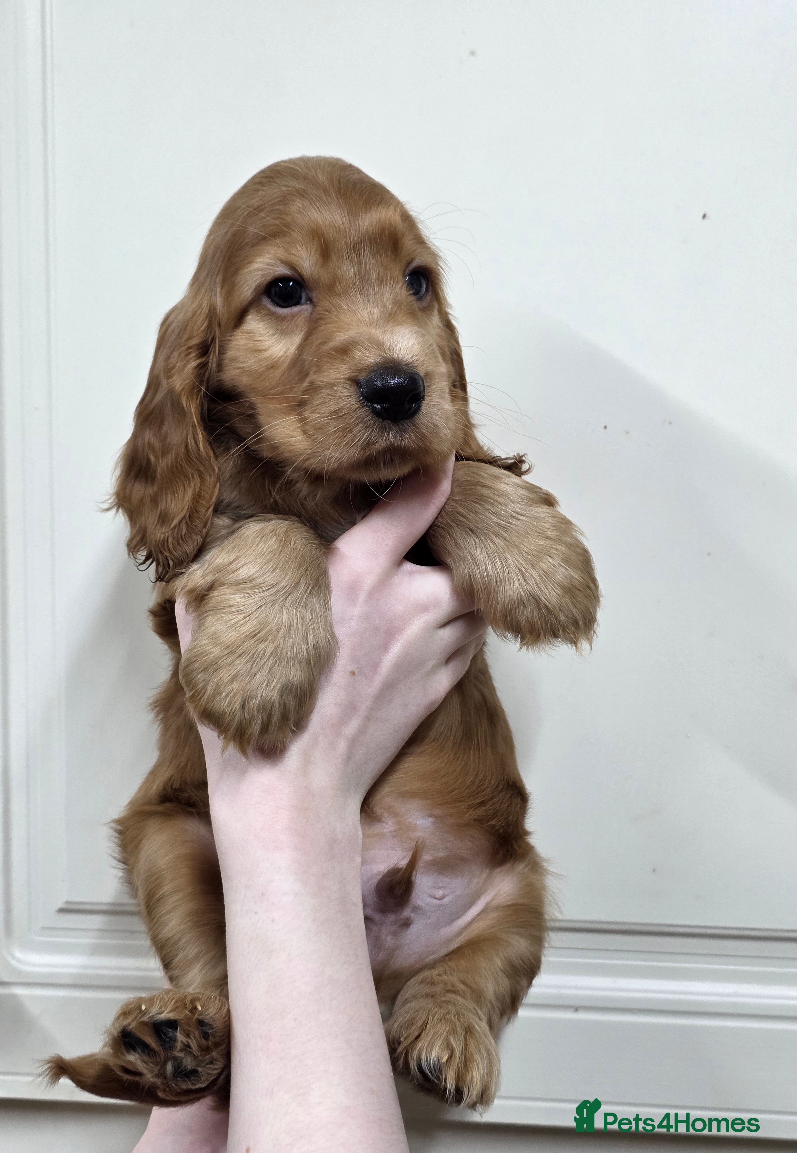 Cocker Spaniel dogs Beautiful heath tested KC Show Cocker Spaniel boy - Advert 4